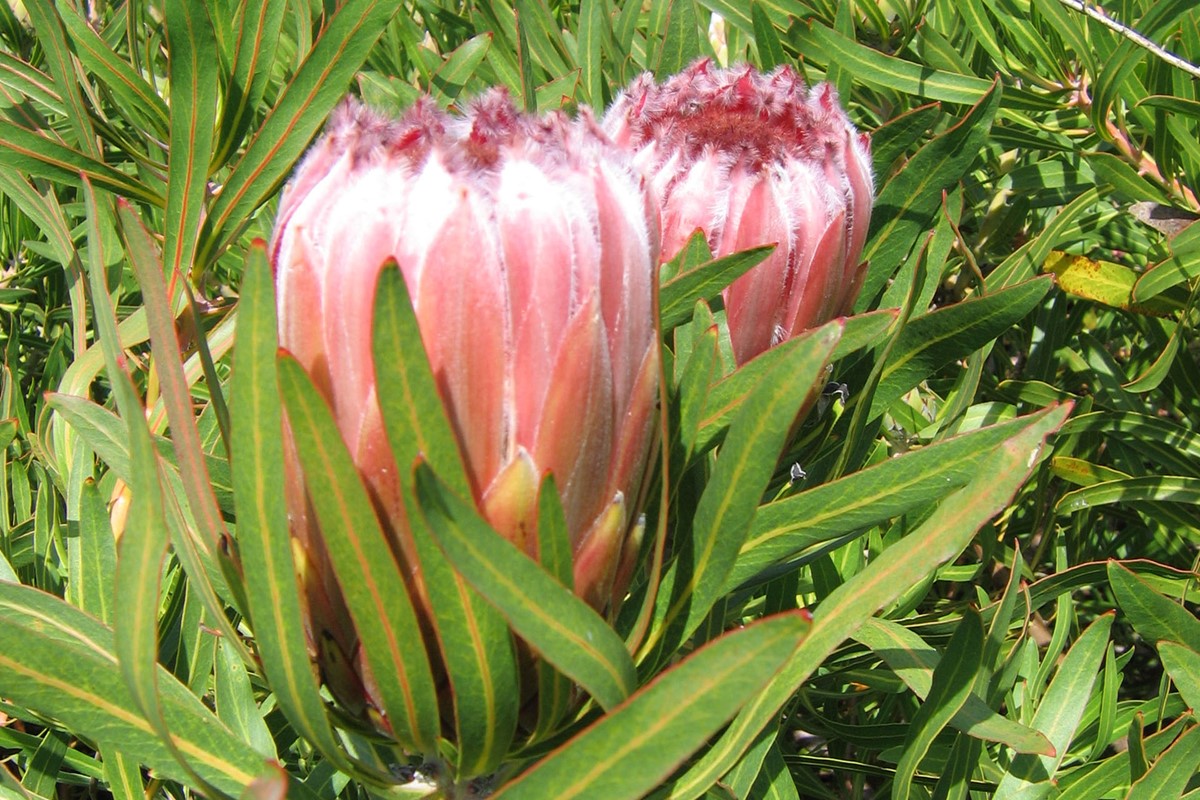 Protea neriifolia. (3).jpg